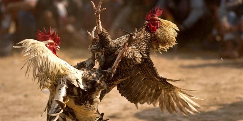 Uk88  - Nhà cái cá cược đá gà cực uy tín