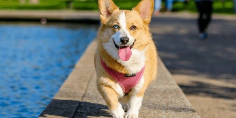 lo de con cho so may 3 Nằm ngủ mơ thấy con chó màu trắng