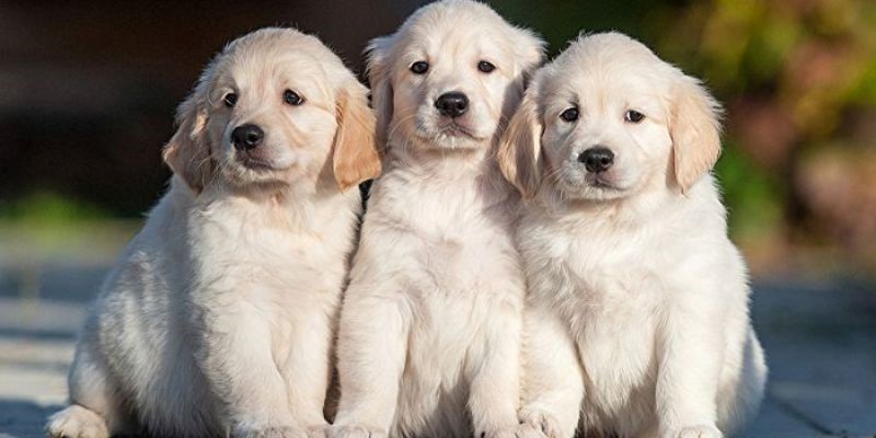 lo de con cho so may thumb Lô đề con chó số mấy cho các cược thủ