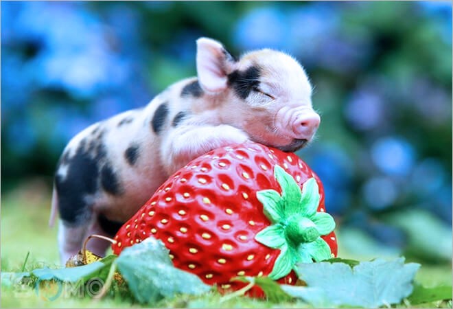 Chiêm bao thấy heo là điềm lành hay dữ